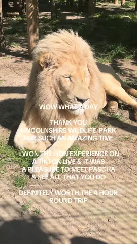 @Lincolnshire Wildlife Park #lionexperience #lion #wildlifepark #sanctuary #amazingexperience #lincolnshire #daysoutwithkids #daysout #lincolnshirewildlifepark #tiktok #tiktoklive 
