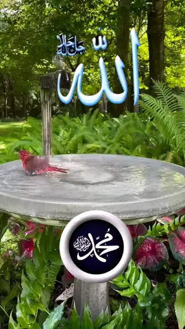 #صلوا_على_رسول_الله #القران_الكريم #القران_الكريم 