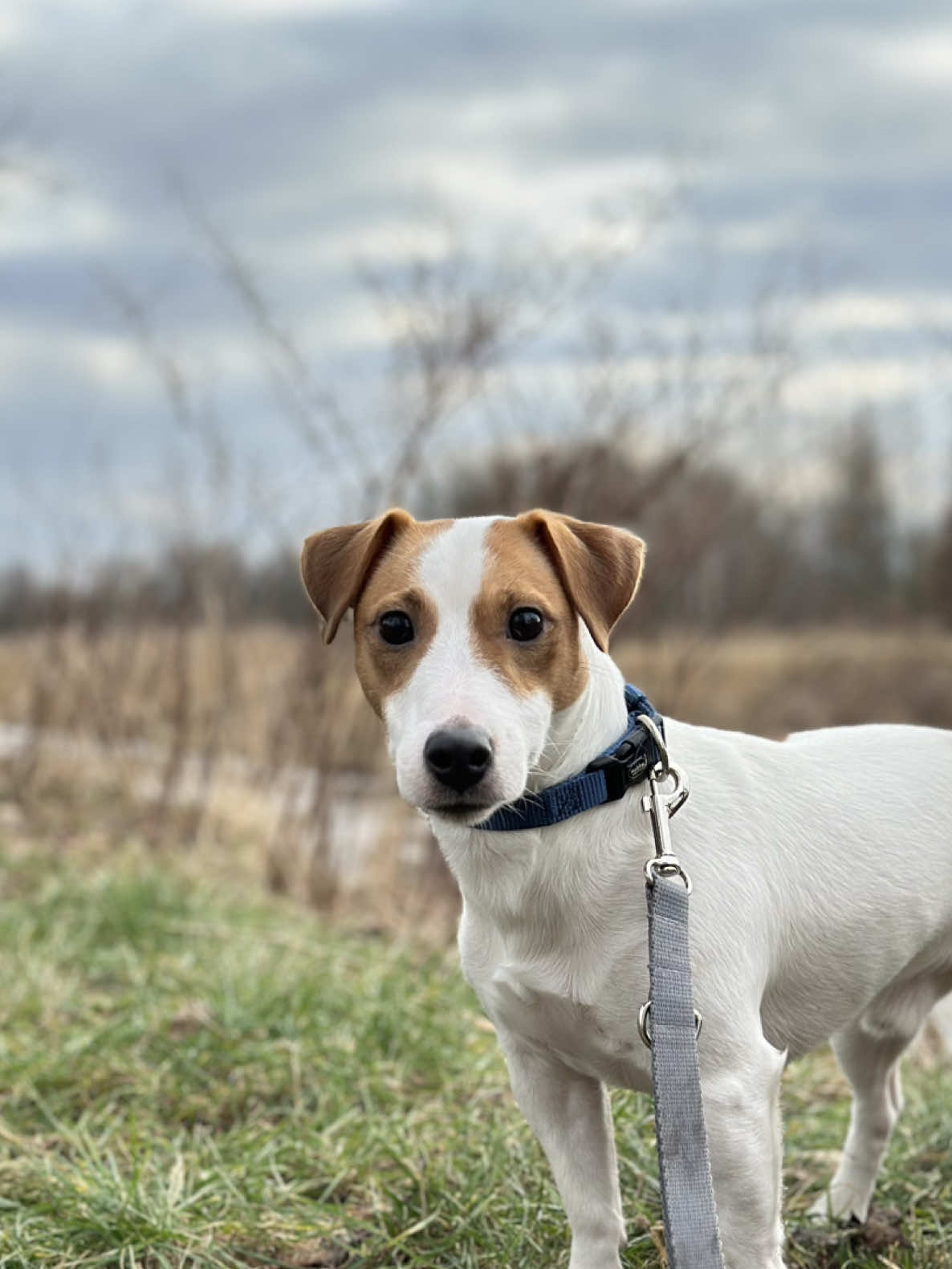 ##jackrussell #dog #pets #jackrussellterrier #dogsoftiktok #dogs #petstory #dogtok #loveyou #musica #doglove #videos #EnergiKuatTiapLangkah 
