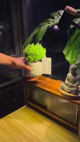 Góc nhỏ xanh mát với Tùng Bồng Lai – bình yên từ những điều đơn giản.” #TungBongLai #CayCanhMini #ChillVibes #GreenCorner #TikTokGarden #goldenlifegarden 