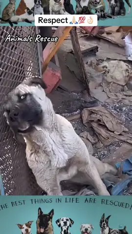 Animals Rescue #rescuedog #dogrescue #dogsofttiktok #foryoupage #foryou #dogs 