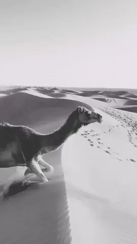 ﷺﷺﷺﷺﷺ .  .  .  .  .  .  #محمد #ﷺ#weldtantan #مدح#الرسول_محمد_صلى_الله_عليه_وسلم 