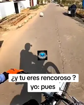 los mejores videos de humor de todo tiktok  #perritos #lomitos #dog #motorcycle #run #mascotas #diversion #humor