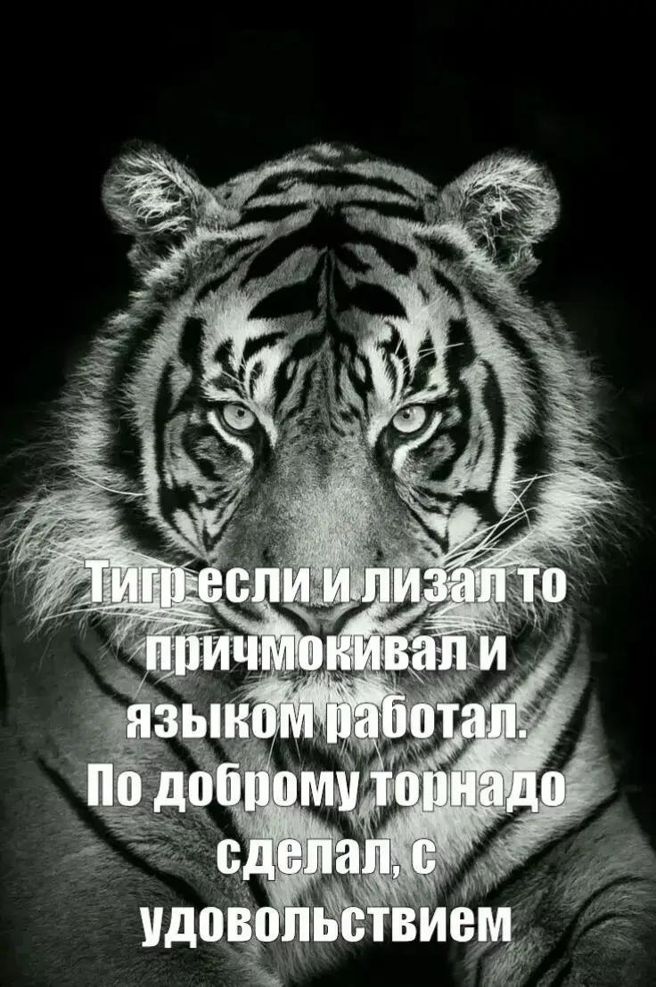 #айтигр #лев 
