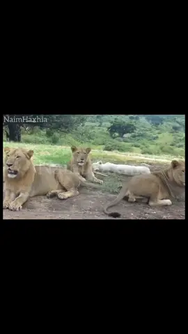 #funny #animal #world #news #naimhaxhia #prishtina #tiktokviral #funnymemes #albania #turkey 