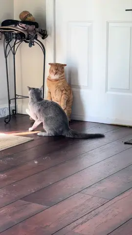 #catsoftiktok #cats #orangecatbehavior #russianbluecat #russianblue #catfight #funny 