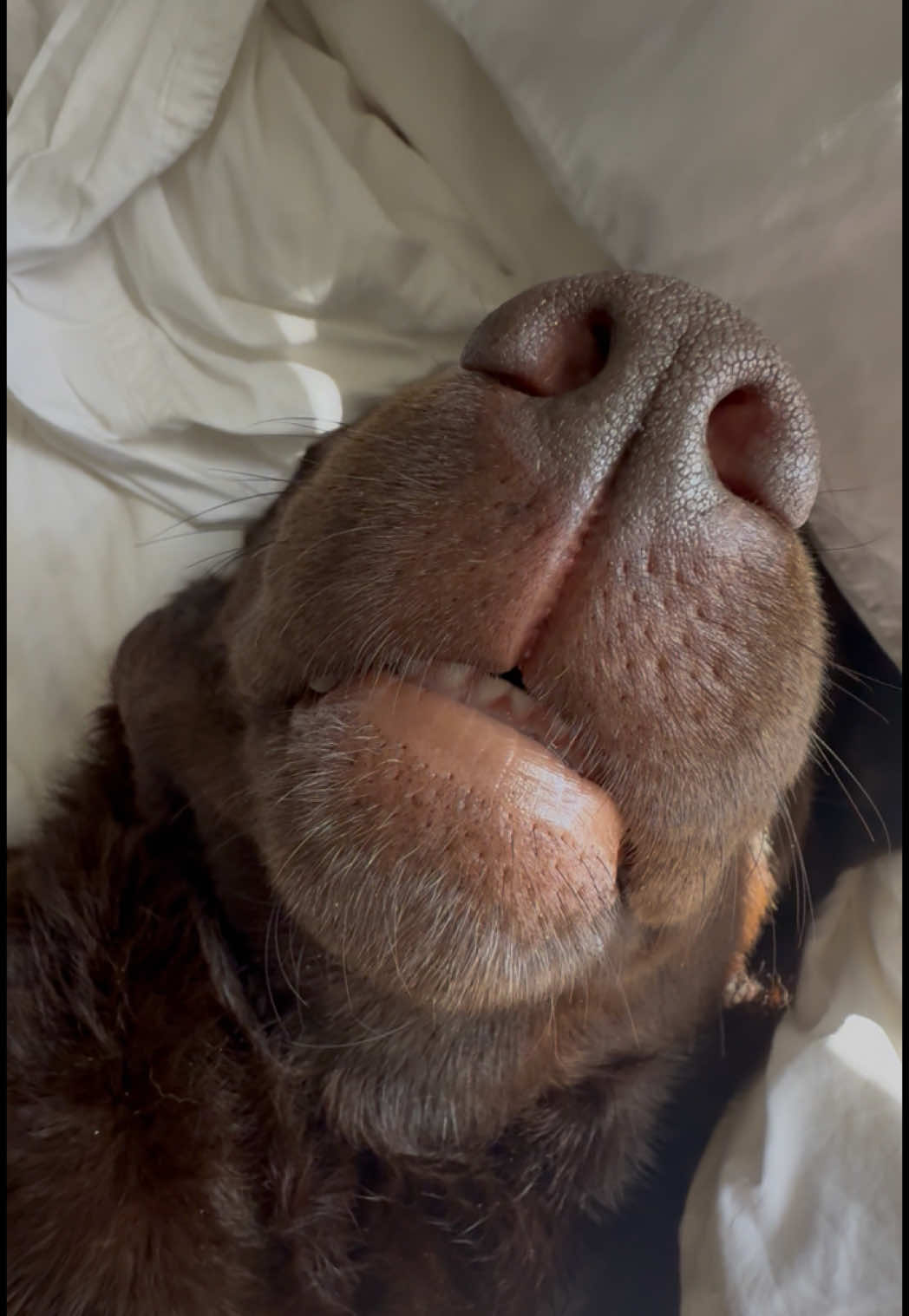 Absolutely passed out in our bed. Sand, hair- everywhere.  #englishlabrador #englishlabradors #hazel #chocolatelabs #labradorretriever #englishlabs #labradors #mothersday #englishlab #mamadog @Casper #onyxstorm #ironflame 