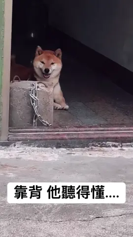 靠背 他聽得懂？😆😆😆#毛小孩 #材犬 #可愛 #😂😂😂 