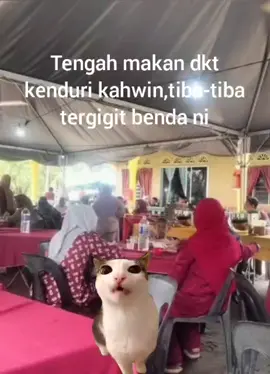 rasanya seperti anda menjadi iron man🗿 #funnycat #cattiktok #catmeme #pov #cat #bungalawang 