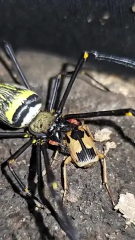 The Bombardier Beetle 🪲🐞 is a great sniper😎