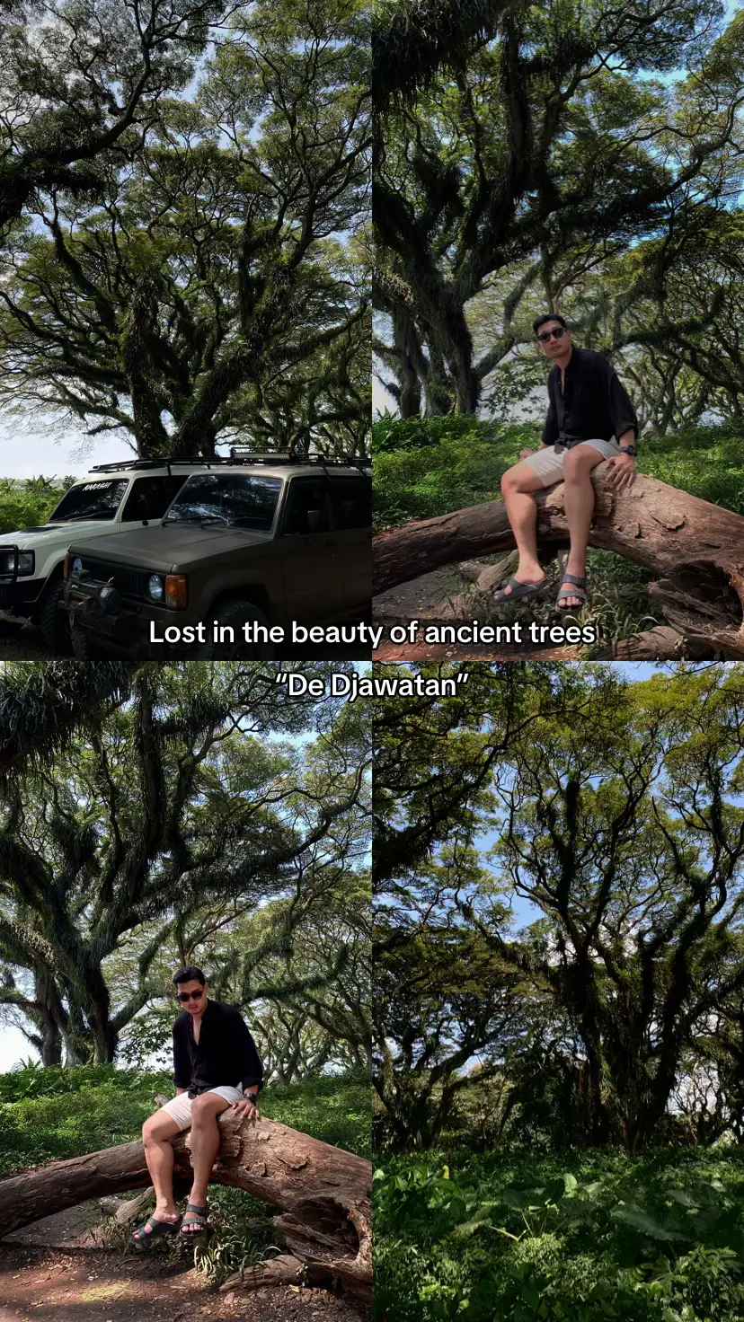 Lost in the enchanting vibes of De Djawatan #DeDjawatan #NatureEscape #banyuwangitourism #ExploreIndonesia #ForestVibes #banyuwangi #jawatimur 