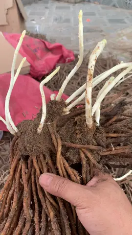 Gốc măng tây siêu mầm .!#xuhuong #viral #mangtay #gocmangtayxanh #mangtayxanh 