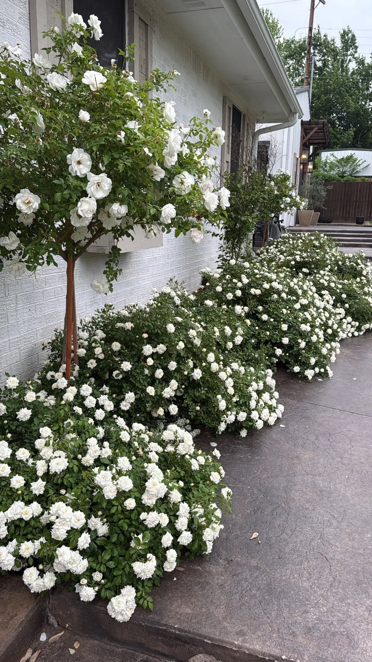 #plants #backyard #landscape #garden #fyp #fy #mothersday 
