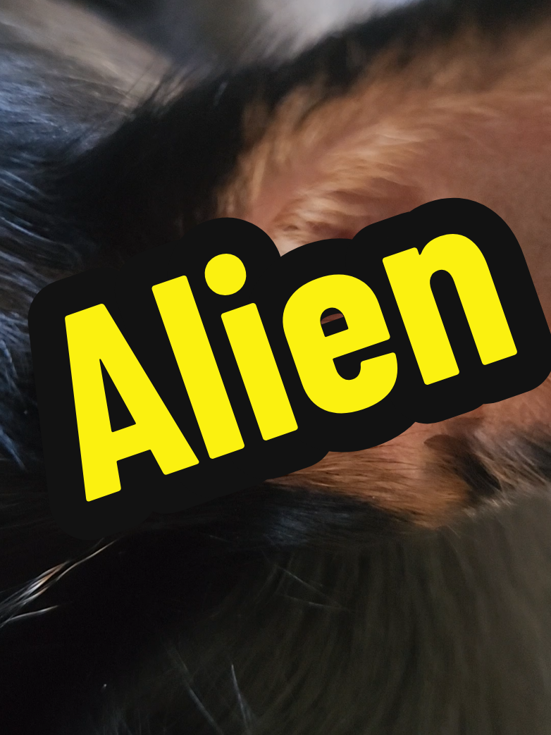#chihuahua #trendi #creepy #monster #Illegal #Alien 