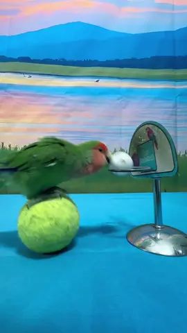#smartparrot #training #parrot #parrotsoftiktok #鹦鹉表演 
