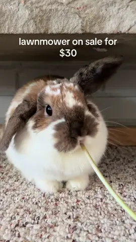 let me know if you are looking for lawnmower recommendations! 👩‍🌾🐰#PetsOfTikTok #bunniesoftiktok #lawnmower 