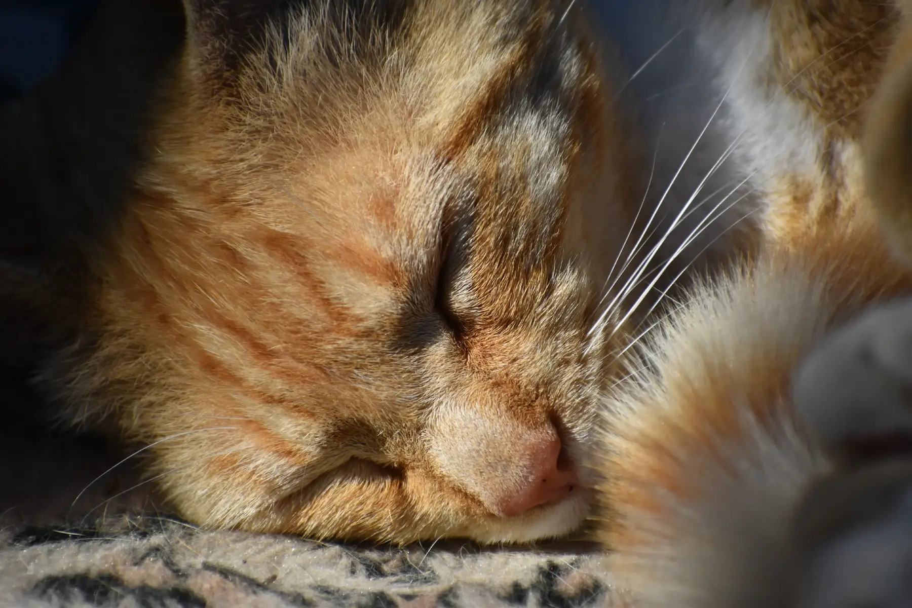#cat#cats#catphotographer#tabby#tabbycat#tabbycats#catphotography #pet #pets#PetsOfTikTok #petphotography #sleepingcat #sleepingcatsoftiktok 