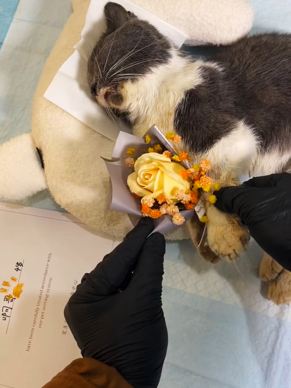 final goodbye👋 to sweet cat  .  #MyFurryFriend #FurryFriendForever #goodbye #goodvibes #cremation #PetCondolences #PetFarewell #FinalGoodbye #NeverForgetYou #LoveBeyondLife #goodby 