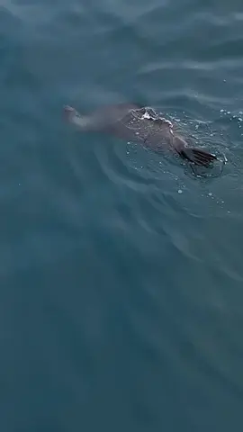 A #seals perspective. I thought I would just see how #alextheseal feels about #drumlines as this is the third day in a row capturing him having a feast 😃