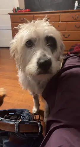 My Irish wolf hound / Dalmatian 😂😂 #jolene #irishwolfhound #Dalmatian  