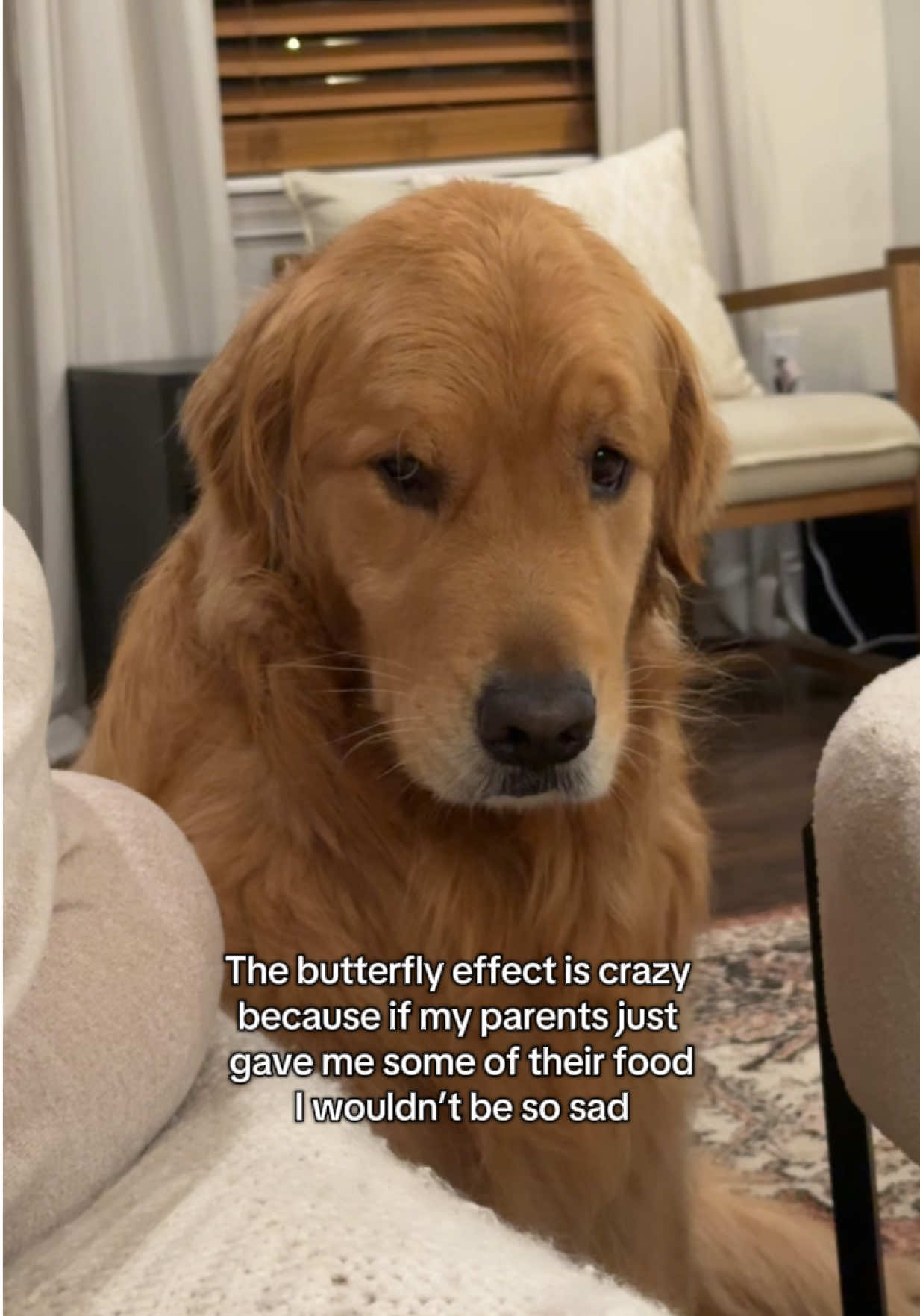Isn’t that so crazy guys??? #goldenretriever #dogs IB @gooseandtrout