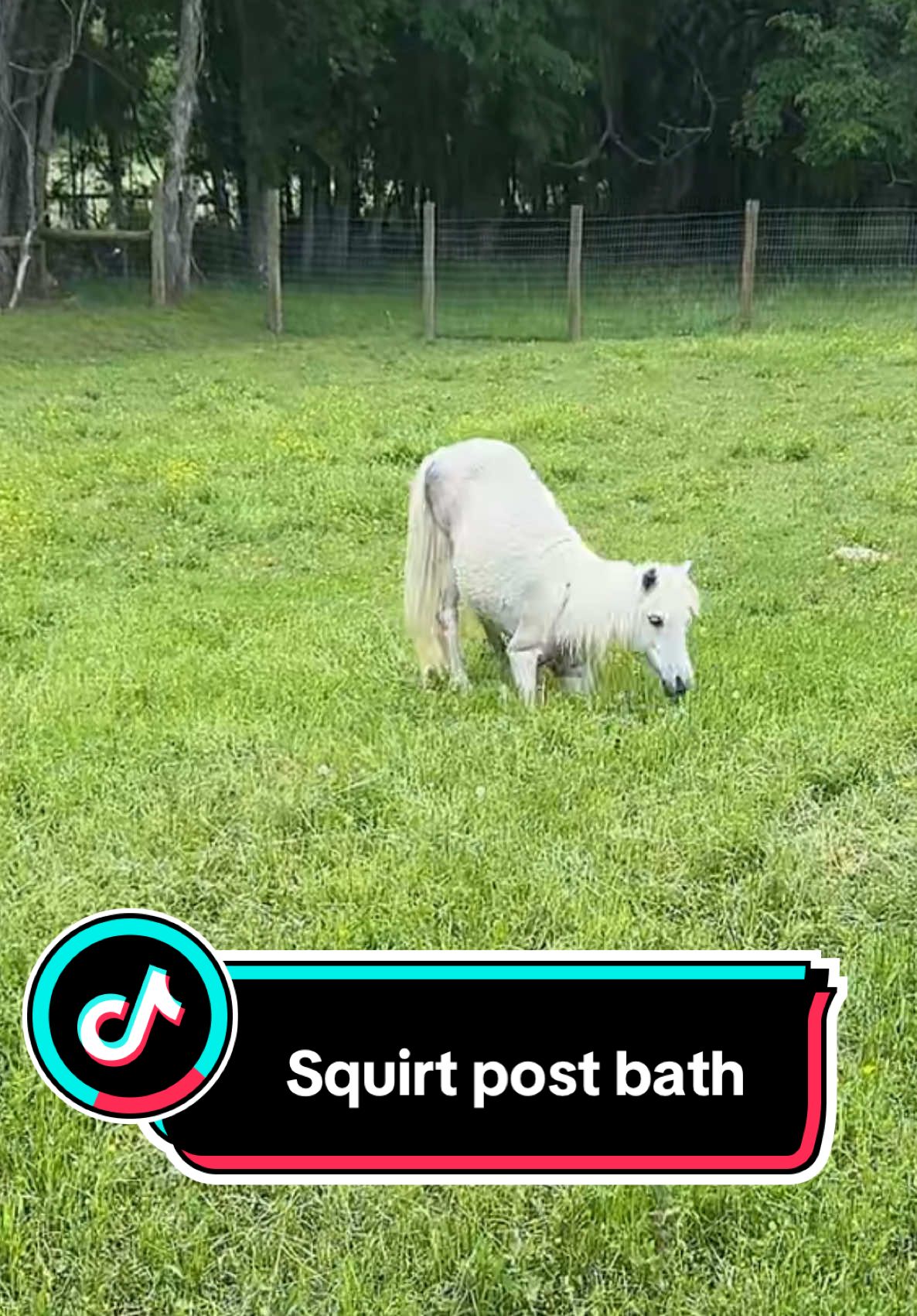 Squirt after a bath is super fast 😂😂 #horse #horsetok #minihorse #minifarm #zoomies 