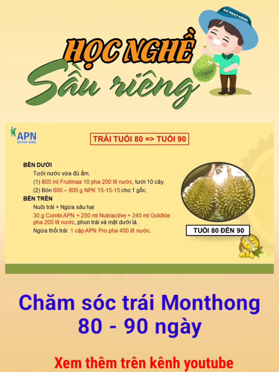 Thao tác chăm sóc trái sầu riêng Monthong từ trái 80 - 90 ngày. #anphatnong #catanphatnong #apn #hocnghesaurieng #nongnghiep #saurieng 
