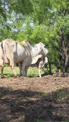 Miss Ellla is doing great. Her mom's bag was so weird. Huge and ittybitty nips. Look now friends. Both are doing great. Cute little Braford. Love her. #Jimmylambert #redbrahmanbull #brahman #lambertsranch #brahmanbull #ginabefly #jimmylambert #polledbrahman #foryoupage #showcattle #redbrahman #brahmancattle #foryou #capcut #foryour 