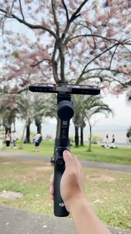 🌳✨ Capture the magical view of towering trees from below with Osmo Mobile 7P! Smooth, cinematic shots at your fingertips. Elevate your nature stories today! 📸⬆️🌲✨ #OsmoMobile7P #NaturePhotography #DreamyShots #djiosmo