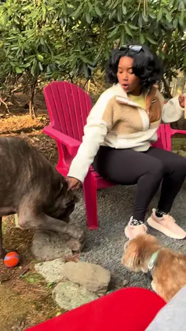 Raising a cane corso… #canecorso #corsomom 👀😩