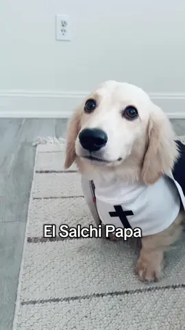 #daschund #weinerdog #pope 