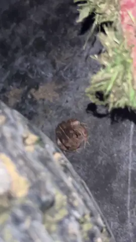 #fyp #foryoupage #frog #frogs 