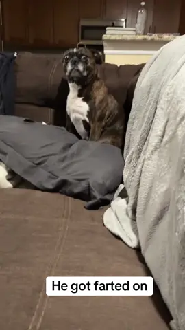 I farted on my dog while he was sleeping and he’s clearly not happy with me #fyp #bostonterrier #dogsoftiktok 