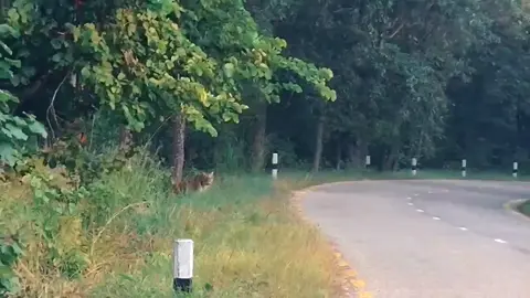 Bengal Tiger (पाटे बाघ) Roaming freely in the Wild Beauty of Bardia National Park. Book your safari today 👇 🌐 👉 www.tigertracknepal.com 📩 👉 tigertracknpl@gmail.com 📞 👉 +9779849647110 #junglediaries #Visitnepal #jeepsafari #wildlifelovers #savenature #tigertracknepal #encounter #wildlife #Nature #BardiyaNationalPark #Bardiya #Nepal #Wildlife #birds #WildlifeOfNepal #NationalPark #Safari #JungleSafari #Nature #Animals #VisitNepal #TravelNepal #Conservation #tigerencounter #tigerspotted 