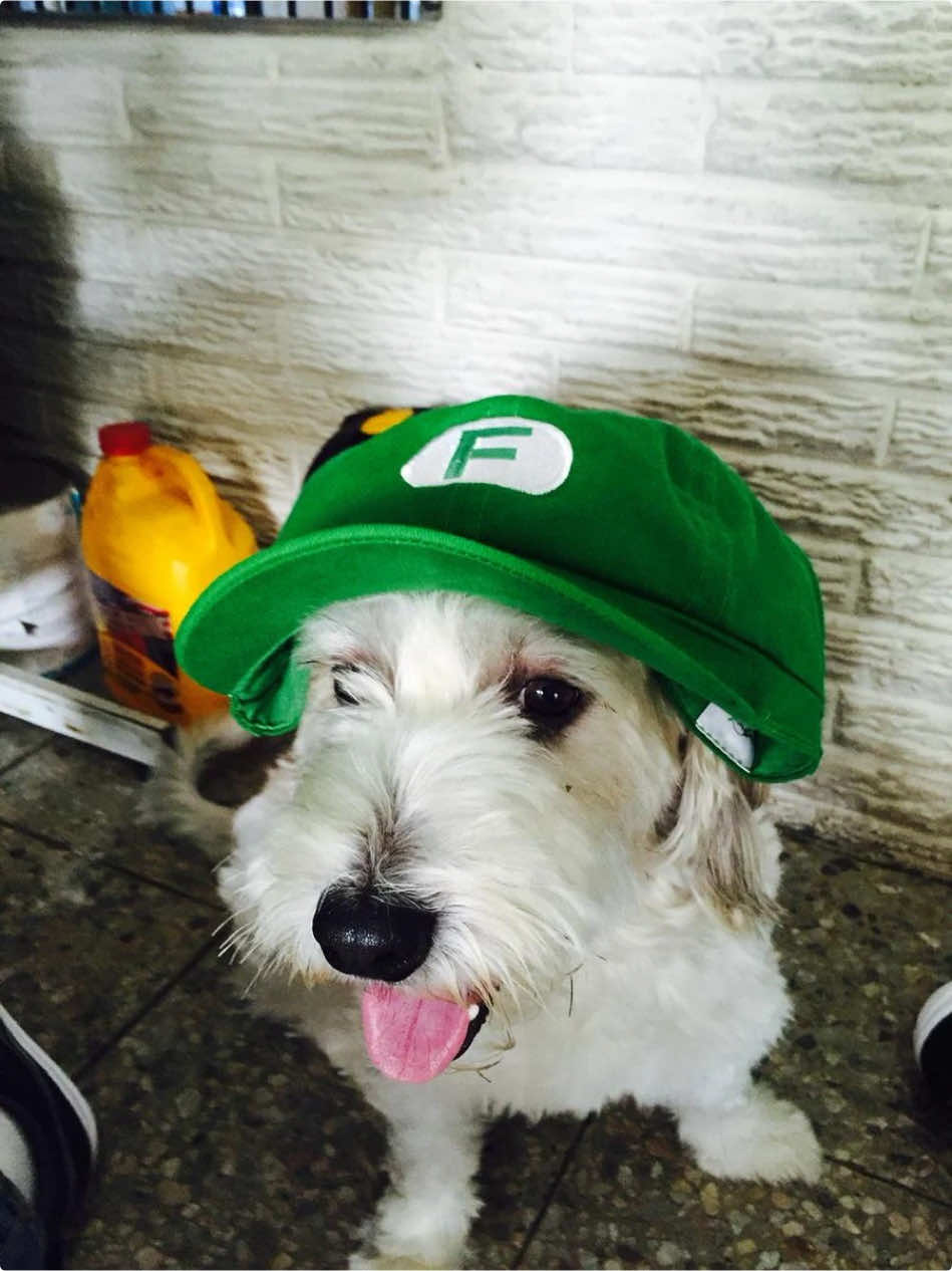 Quise hacerle un video a curly en forma de conmemoración espero les guste  vuela alto curly 🐶🕊️ y perdón fernán:( #fyp #fernanfloo #curly #fernanelcrack #foryoupage #fernanycurly 