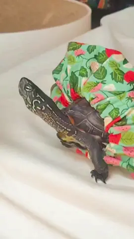 求愛が独特なクサガメ軍曹 #クサガメ軍曹 #猫と亀 #skateboardturtle #おもしろ動画 