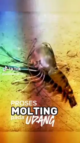 Proses Molting pada udang, mhs perikanan diumur brp kalian baru tau kalau udang ternyata bisa berganti kulit (molting) gaess?  #perikanan #mahasiswaperikanan  #perikanan #perikanandankelautan #mahasiswaperikananpolinela #fyp #politekniknegerilampung #4u 