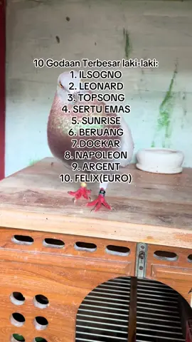 Bikin susah tidur bolooo #merpati #merpatibalapindonesia #merpatibalap #merpatilovers #ppmbsi #ppmbsiindonesia #ppmbsi_jatim #merpatisprint #merpatiku #racingpigeons #pigeon #hobimerpati🕊️🕊️ #viral #fyp #fypage #fypシ゚ #ppmbsi2025 