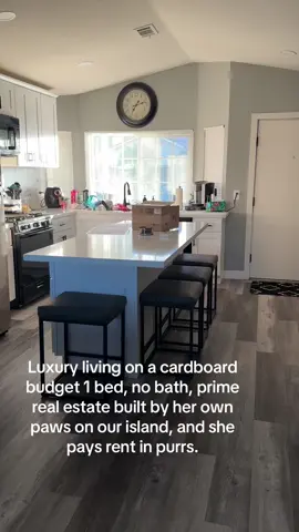 Welcome to her luxury cardboard island, where the rent is paid in purrs and the views are priceless! 😸🏝️ #CatLife #LuxuryLiving #CardboardHouse #CatIsland #PurrfectHome #FelineRealEstate #KittyAdventures #CatsofTikTok