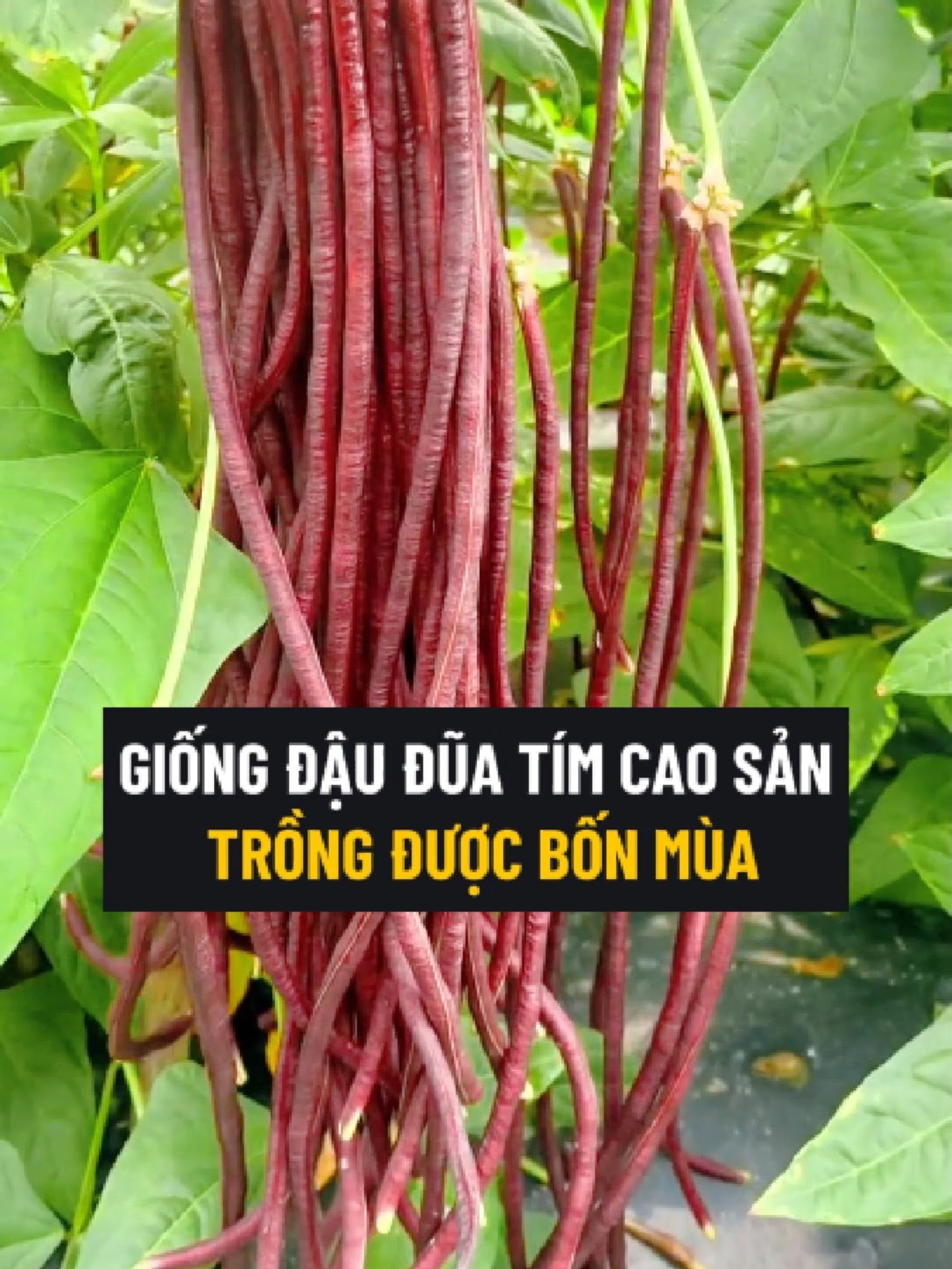 Đậu Đũa Tím Cao Sản Là Giống Đậu Đũa Mới Dễ Trồng Dễ Chăm Mà Cho Năng Suất Trái, Loại Này Khi Ăn Có Vị Giòn Ngọt Bùi Nhẹ, Ngon Lắm Ạ  #daudua #dauduatim #hatgiong #hatgiongdaudua #hatgiongdauduatim #trongdaudua #trongdauduatim