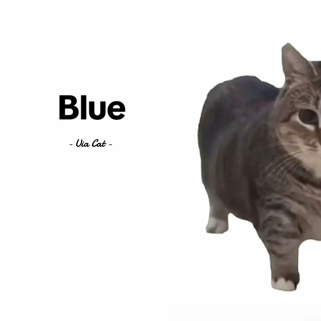Blue-Uia Cat #fyppppppppppppppppppppppp #music🎧🎶 #cat #uia #uiacat #memestiktok #Blue #yungkai #lyrics_songs #songs #haveaniceday #? #swipephoto 