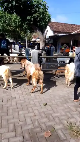 pasar mlilir kambing poelan full,juragan e Podo teko Kabeh #juragankambing🐐 #peternakkambing #bakulwedus #blantikwedus #juraganwedus #ponorogo24jam #pasarmlilirmadiun #peternakkambingindonesia #fypage #xyzbca #fy #masukberanda #fypp 