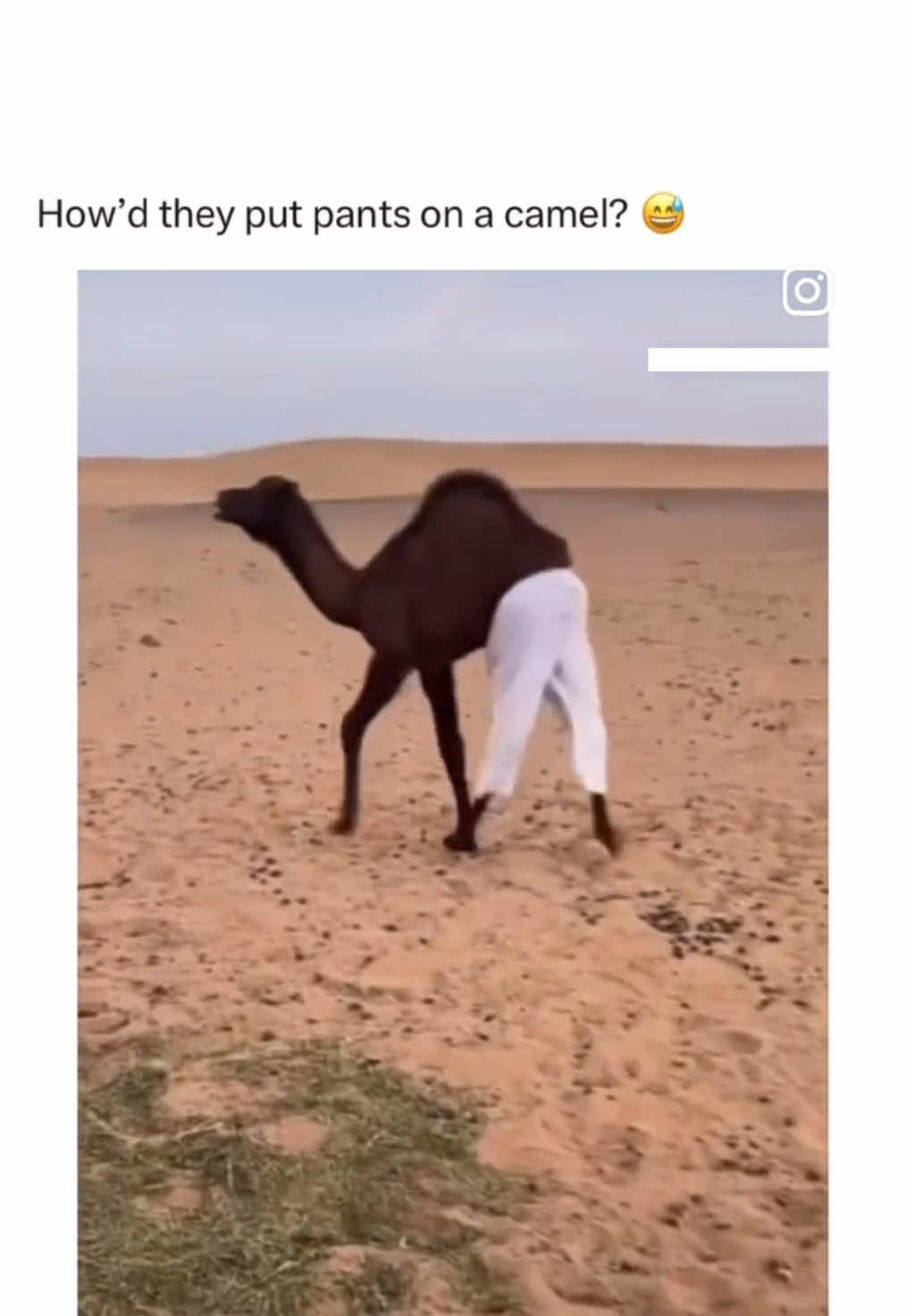 Haha #funny #viralvideo #crazy #trending #foryoupage❤️❤️ #dailyvids #following #animals #camel 