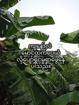 မောင်ထက်ဝေယံနှစ်သက်သည်#မောင်ထက်ဝေယံ#fpyシ #fpageforyou #fpyシ❥tiktok🖤🌹 #fpyyyyyyyyyyyyyyyyyyyyyy 