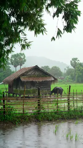 ខែវស្សាដល់ហើយ #ស្រុកកំណើត #កូនអ្នកស្រែ #នឹកម៉ែពុក 