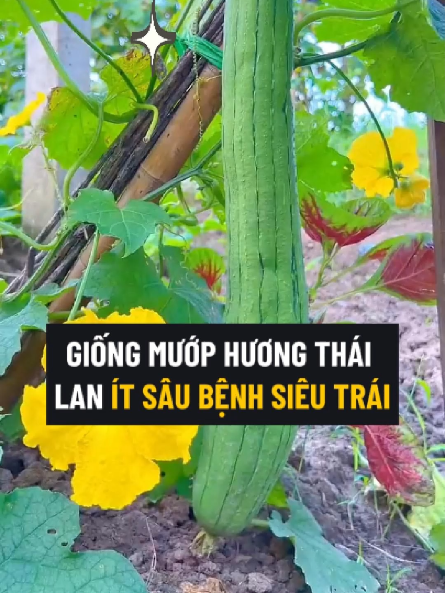 Giống Mướp Hương Này Khi Chỉ Có Hương Vị Thơm Ngon Mà Cực Kì Dễ Trồng Dễ Chăm Sóc, Đặc Biệt Cho Ra Rất Nhiều Trái, Thu Hoạch Được Nhiều Lần Mà Không Cần Trồng Lại #muop #muohuong #muophuongthailan #hatgiong #hatgiongmuop #hatgiongmuophuong #hatgiongmuophuongthailan #trongmuop #trongmuophuong #trongmuophuongthailan