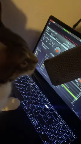 Cállate 4lV #cancion #instrumental #gato #humor #ptmorro #humordegato #parati #fyp #foryoupage #fyp #hazmeviral 