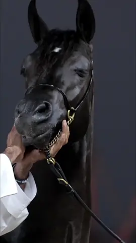 #horse #arbianhorse 