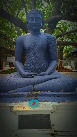 ආයු වැඩෙන සැටි (ධම්ම පදයෙන් ) අභිවාදනසීලිස්ස නිච්චං වද්ධාපචායිනො චත්තාරො ධම්මා වඩ්ඪන්ති ආයු වණ්ණො සුඛං බලං. සිල්වතුන් එක්වන් වඳනා සුලු වූ, සතතයෙන් ගුණවෘද්ධයන් පුදන සුලු වූ පුද්ගලයාහට ආයුෂය, ශරීරවර්‍ණය, කායිකචෛතසික සුඛය, කායබල ඥානබල යන මේ සතර ගුණයෝ වඩනාහු ය. #capcut #vesak #music #buddhism #religion #colombo #mostviralvideo #best #important #worldwide 