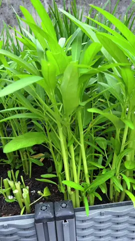 Water spinach grows even after being cut #Growing my own natural green vegetables #Growing vegetables on the balcony #Water spinach #Support the development of agriculture, rural areas and farmers